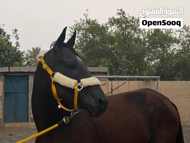 حصان عربي اصيل