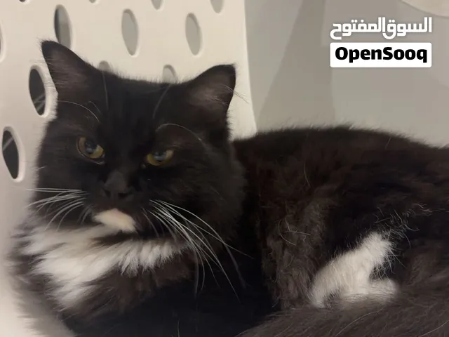 قطط معروض للتبني