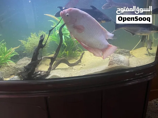 اسماك البيع