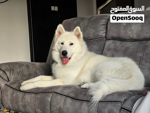 Alaskan Malamute Male white - looking for female mate