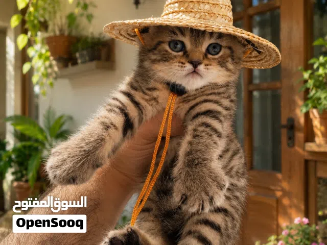 لمعرفة الاسعار ارسل صورة القط ع الواتس واقرء الوصف قبل..... كتنز من اباء مستوردين