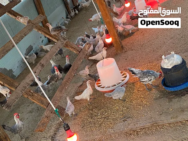 دجاج فيومي اعمارهم من شهرين الى ثلاث.