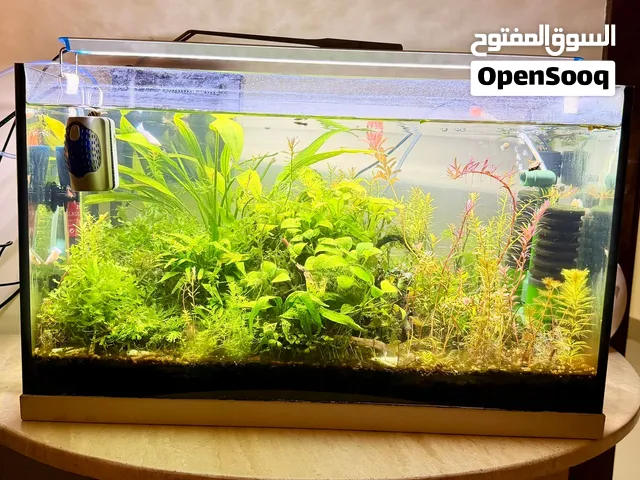 Fully Planted 65L Aquarium with Guppies, Shrimp & Full Equipment – Ready to Go!