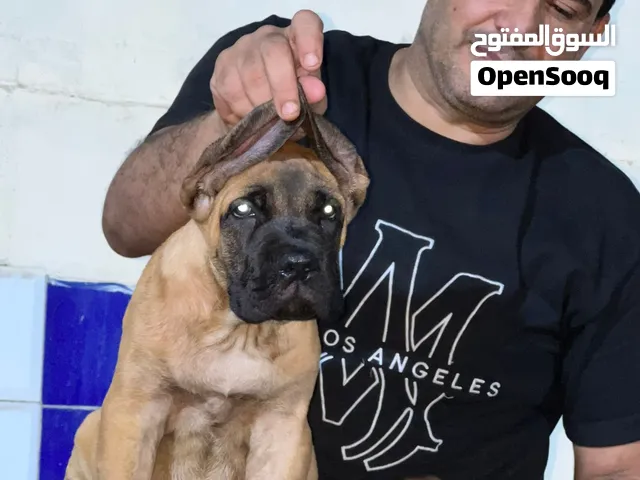 كلب كانيكورسو للبيع