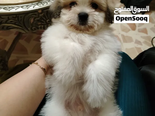 كلب للبيع فرنش تيرير