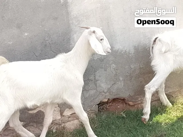 جدي وعناق توميات تبارك الله