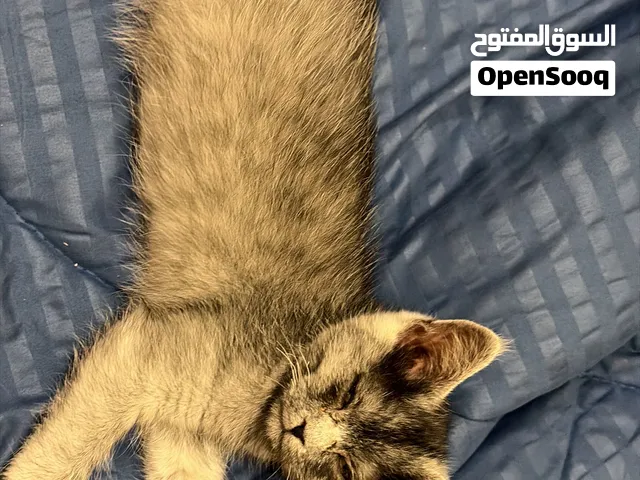 قطوه للتبني  / بدون رسوم / قط جميل / انثى / اسود و ابيض / صغير ثلاث اشهر / بصحه جيده / عفوي و لعوبه/