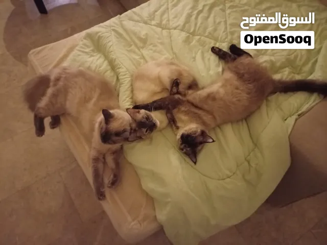 Urgent: Loving Home Needed for 3 Cats