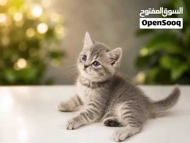 قطط اسكوتش بنتين وولد