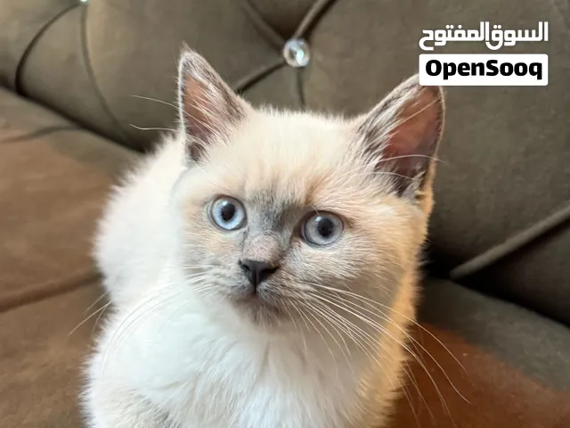 قطة همالايا