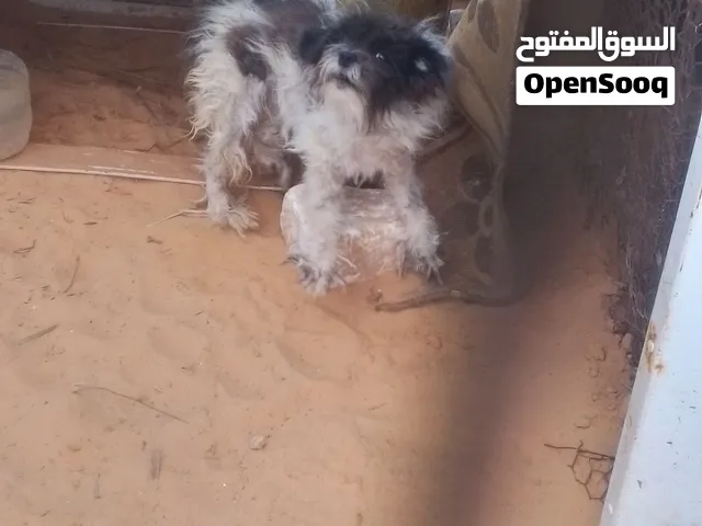 نتايا زينه شوف الوصف
