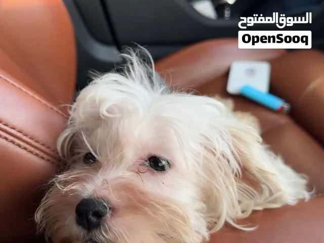مالتيبو نثيه