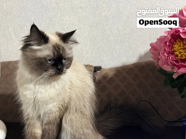 للبيع بسه هملايا أنثى
