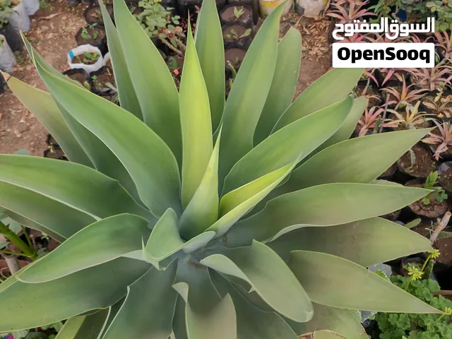 نباتات منزلية متنوعة متوفر جميع الانواع والاحجام مشاتل 22 مايو