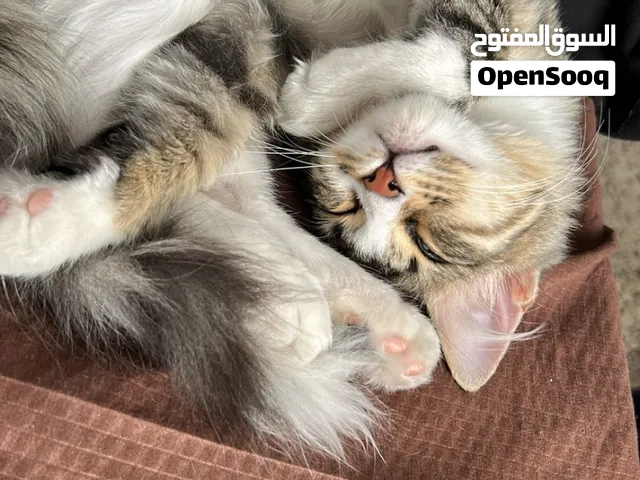 قطة لتبني عمرها 4 اشهر تقريبا