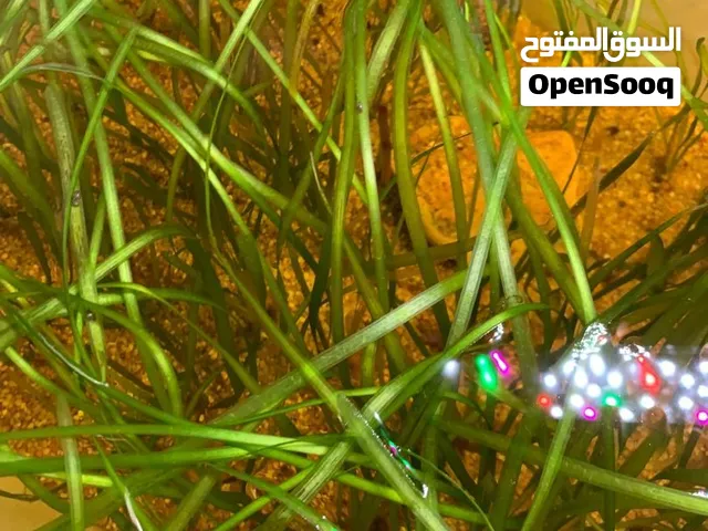 نباتات الفاليسنيريا بصحة ممتازه سعر طرف بي 4دينار