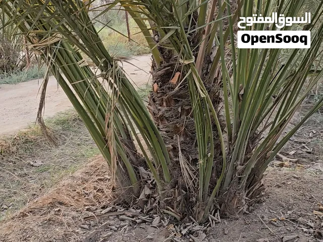 فسائل نخيل برحي مختلف الاحجام ابو الخصيب _ حمدان