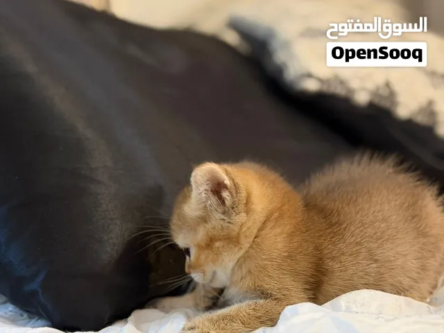 قطة سكوتش لون ذهبي مميز