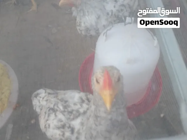 للبيع – 5 دجاجات أمريكية
