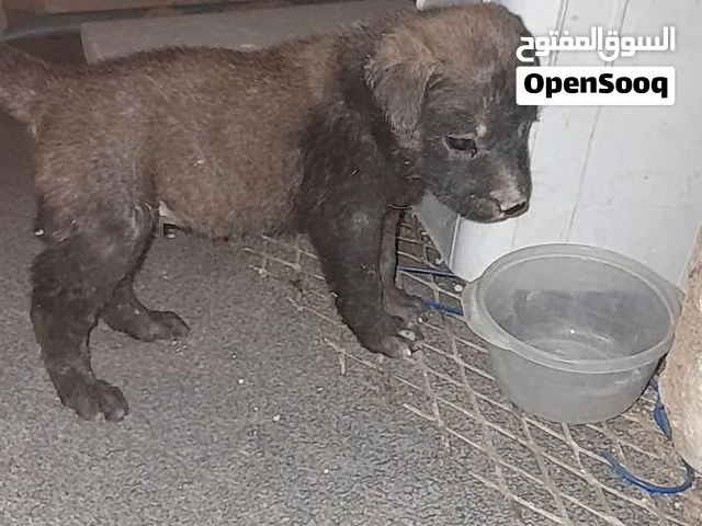 أنثى مالينو دارك التفاصيل بالوصف و التواصل على التطبيق او واتس