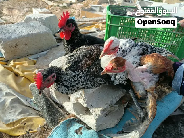 ديوك بلديات للبيع