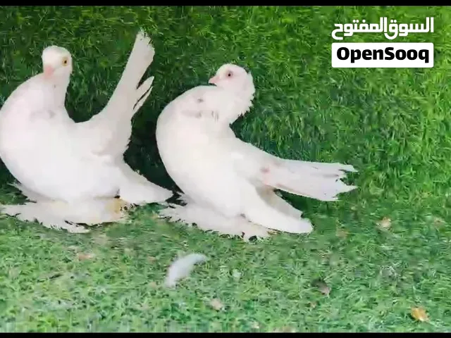 كوبيا روسي مصوقرة مواصفات طيبة