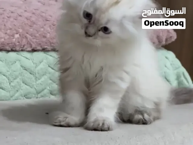 قطتان اناث هملايا للبي...ع. ويوجد توصيل