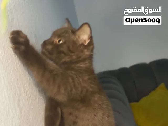 عشاق لنوادرالبراون سينامون سكوتش فولد وستريت 2 ذكور التواصل رسايل ع حاص فقط