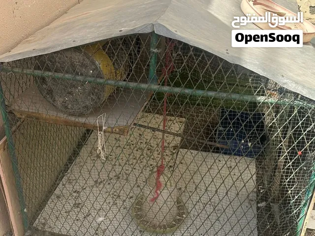للبيع الي يخلصني هاذا السبوع يحط سعر ويشل