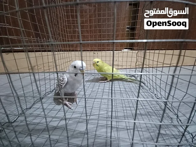 زوج بادجي منتج