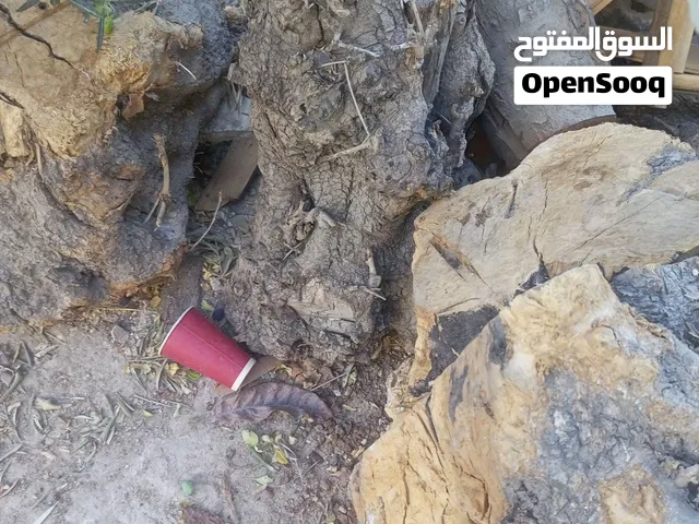 حطب زيتون ناشف