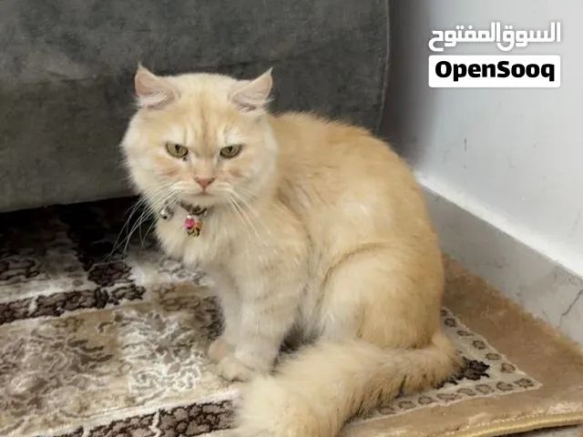 Persian cat