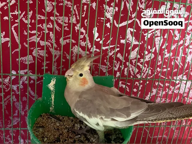 زوجين كوكتيل يعني 4 طيور كلهن ب60 الف قفل