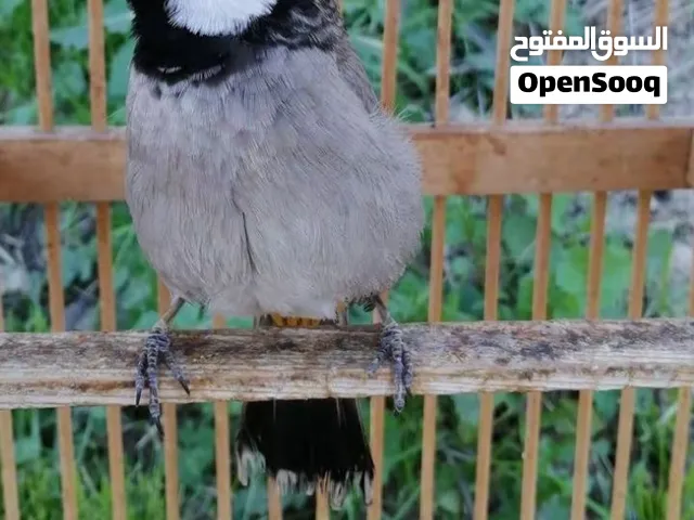 مطلوب بلبل ذكر وحشي سعره مايجاوز 10الاف