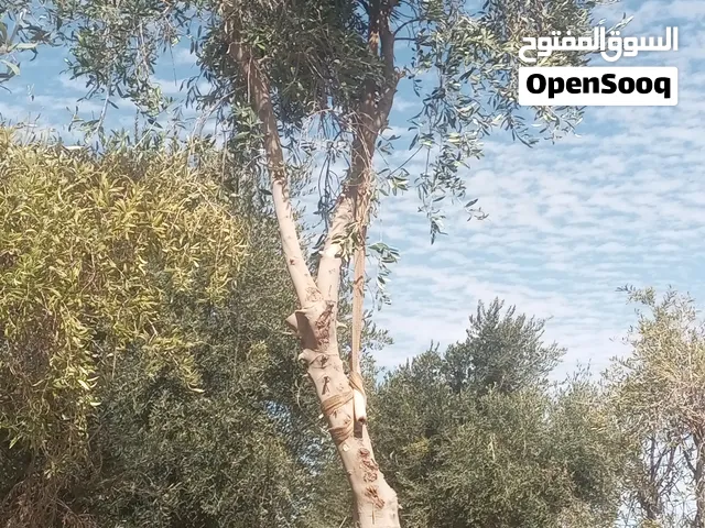 موجود اشجار زيتون للبيع نبيالي واسباني واربيكانا مكثف الارتفاع من 2متر الي 5متر من 2بوصه الي 8بوصه