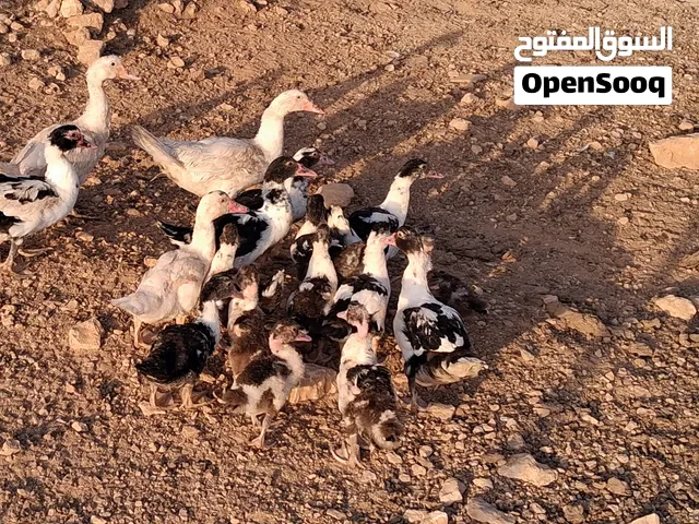 15 حبه صحه ونظافه الثلاث البيض ديوك والسود أغلبيتهم ديوك ما شاء الله عليهن
