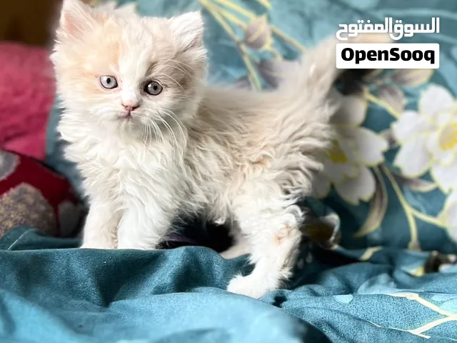 ذكر راغدول عمر 50 يوم متوفر حبه واحده فقط للي يلحق شوف الصور وفي فيديو لاتنساه