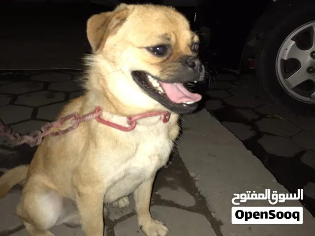 دكر بج 9شهور لعبي جدا للبيع ومتاح توصيل داخل القاهره جاهز لبيته الجديد