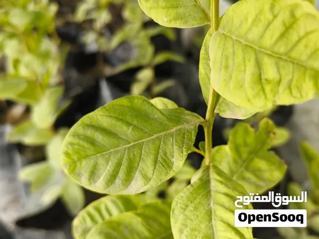 شتلات زيتون مثمر للبيع