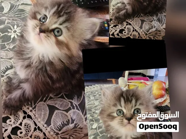 قطط بارسان للبيع العمر الحالي فالصورة 40يوم