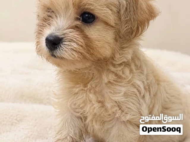 MALTIPOO PUPPIES “teacup and toy”