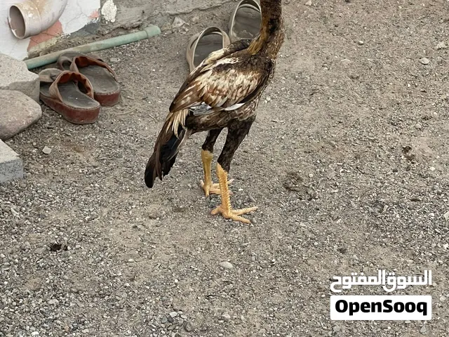 للبيع فقط ...