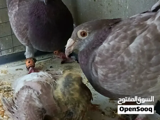 جوز مراسليات تحتهم فرخ
