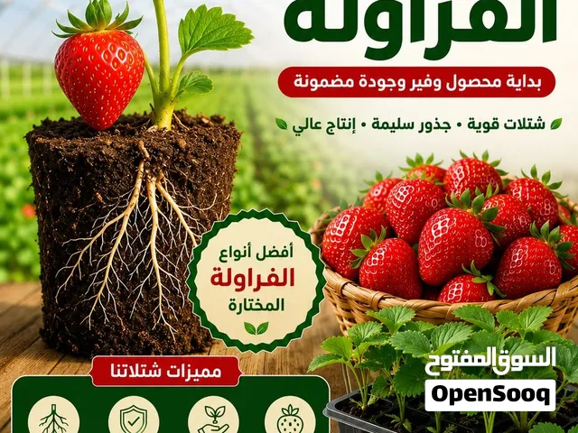 شتلات فروالة