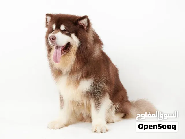 مطلوووب الاسكا مالموت انثى