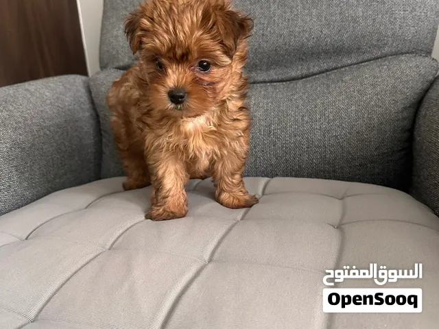 Amazing super mini puppy