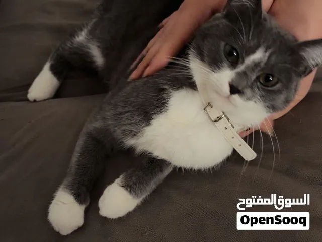 قطة للتبني