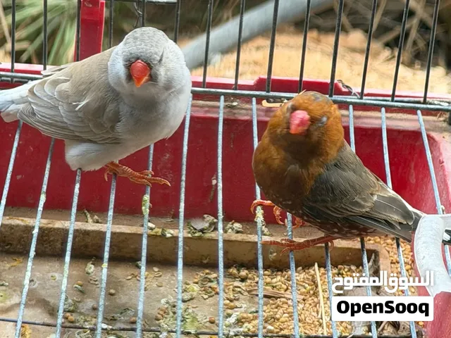كوبية زيبرا