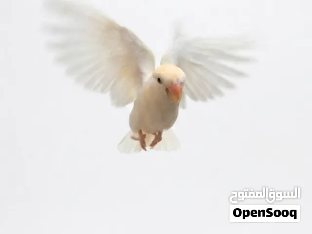 طير لوف بيرد ابيض