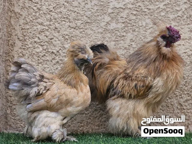 دجاج كوجن مال زينه